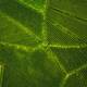 Green Future